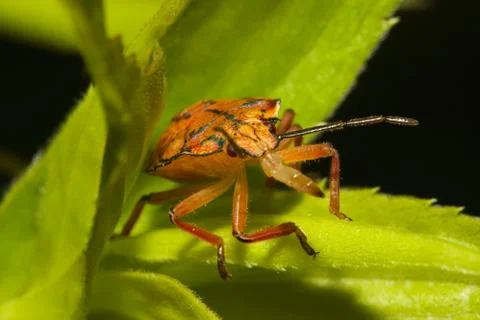 Shield bugs, also known as stink bugs. Stock Photos