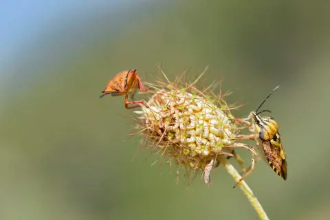 Shield bugs on flower Stock Photos