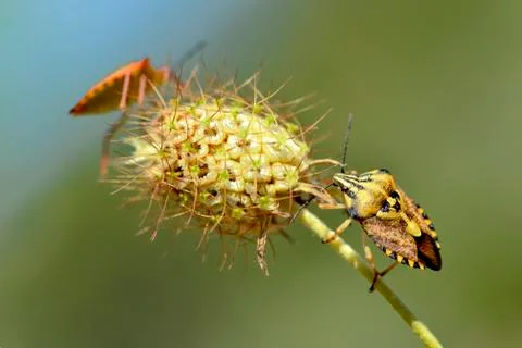 Shield bugs on flower Stock Photos