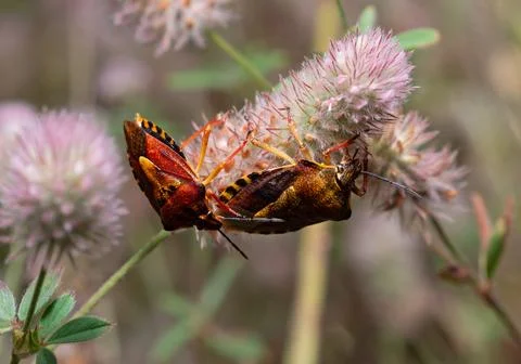 Shield bugs or stink bugs Carpocoris pudicus sitting on a rabbit foot clover Stock Photos