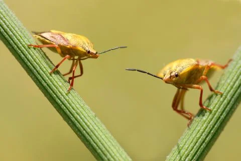Shield bugs on stamen Stock Photos