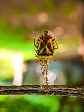 Shield dancin ant 库存照片