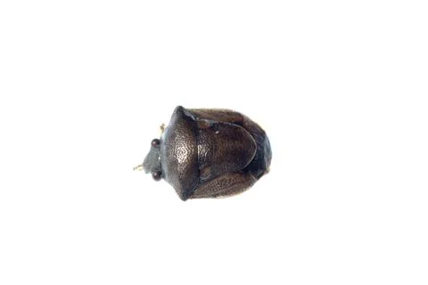 Shield stink bug Foto stock