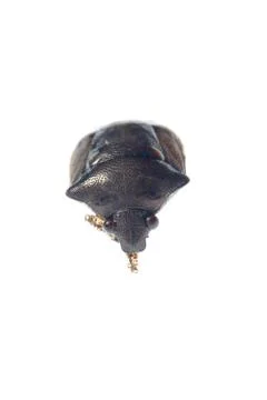 Shield stink bug Stock Photos
