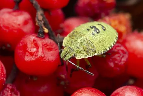 Shieldbug nymph on berries Stock Photos