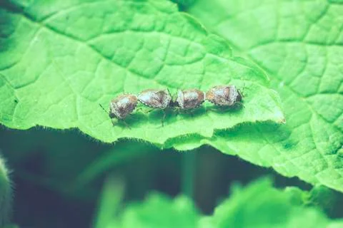 Shieldbugs - Eysarcoris Venustissimus - mating Stock Photos
