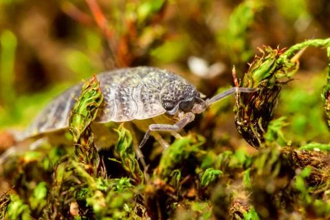 Shielded Weevil Insect 스톡 사진