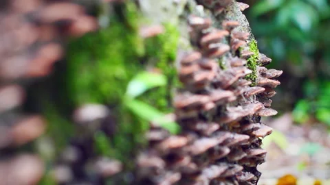 Shift blur to focus mushroom in forest Stock Footage 199740305