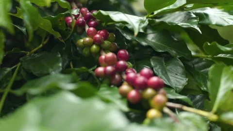 Shift focus berries coffee bean on tree in northern of Thailand Stock Footage 174663928