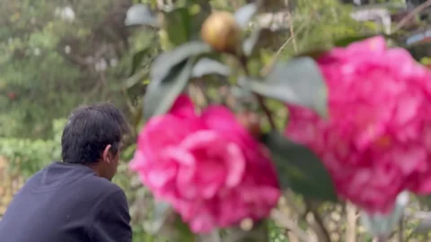 Shift focus from bunch of red roses to a man taking rest in park Stock Footage 268995050