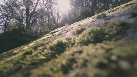Shift Focus Close up Green Moss on Rock with Flare Light in Forest Stock Footage 154017198