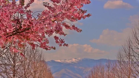 Shift of focus from mountain to  a branch of flowered cherry tree Stock Footage 91867321