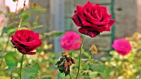 Shift of focus from of the roses pink to red roses Stock Footage 91259623