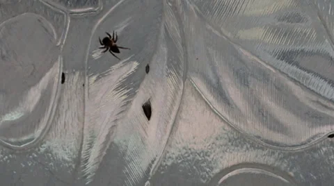 Shift focus Spider Stock Footage 36815828