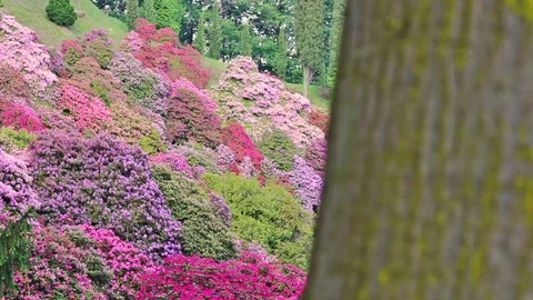 Shift of focus from a tree to the valley of flowered rhodondendros Stock Footage 90803525