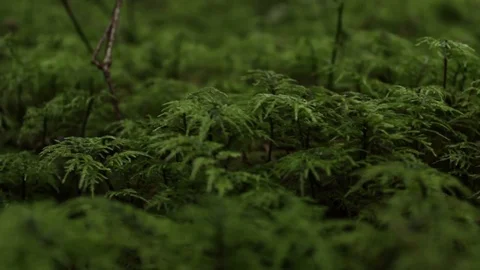 Shift from moss close up to forest view Stock Footage