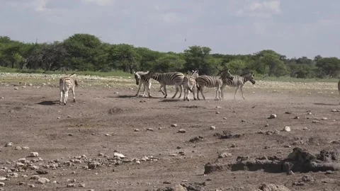 Shift to the right; continued play and sparring — Part 43 스톡 동영상 320846389