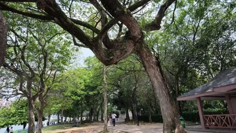Shifted from the signpost to the tree roots on the ground. Stock Footage 341466095