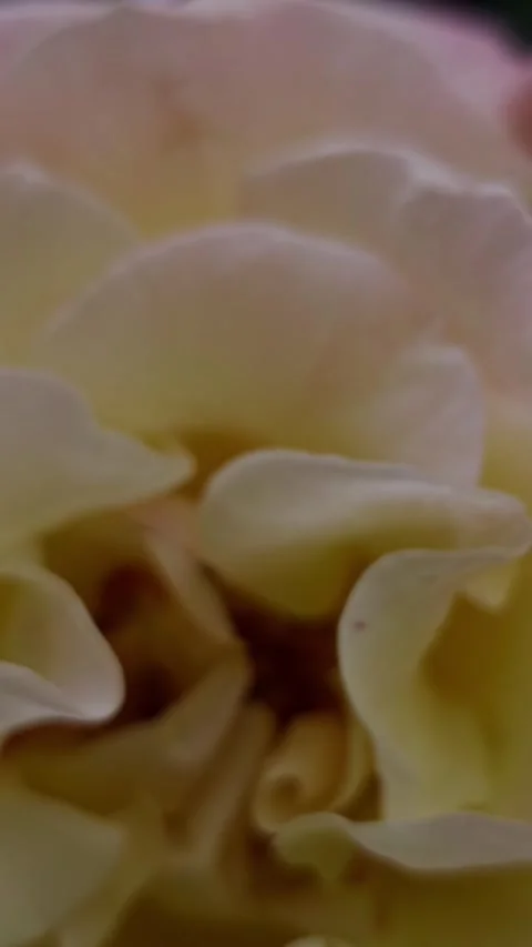 Shifting from blurry to sharp detail on a vibrant yellow rose blooming Stock Footage 336718437