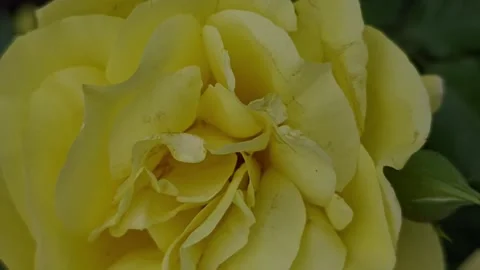 Shifting from blurry to sharp detail on a vibrant yellow rose blooming Video stock 336718441