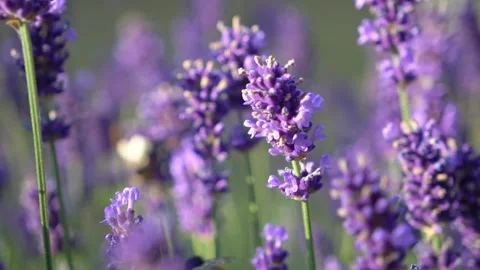 Shifting focus in lavender Stock Footage 319588055