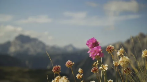 Shifting focus from pink flower to mountains of the dolomites, Alto adige, Italy Stock Footage 146083274