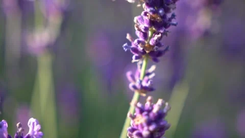 Shifting focus through lavender to bee in the foreground Stock Footage 319588104