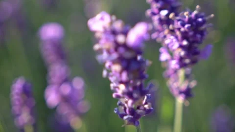 Shifting focus through lavender in the foreground Stock Footage 319588100