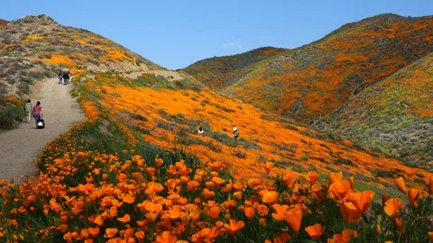 Shifting light on blooming hills Stock Footage 104166261