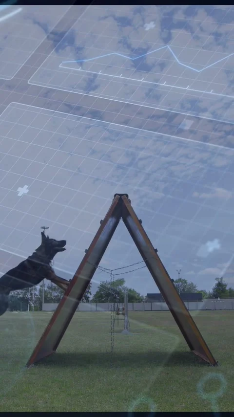 Shifting tech overlays sending working dog running up over triangular obstacle Stock Footage 332823554