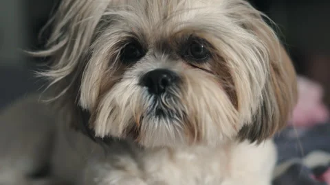 Shih Tzu close-up lying on bed at home Stock Footage 315112995