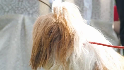 Shih tzu dog in the compition. Super cute fluffy purebred dog posing trustingly. Stock Footage 342812612