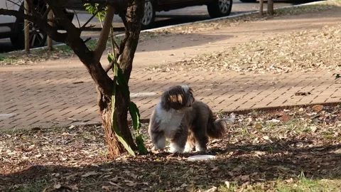 A shih tzu dog exploring and playing in a public square on a sunny day 1. Stock Footage 279940198