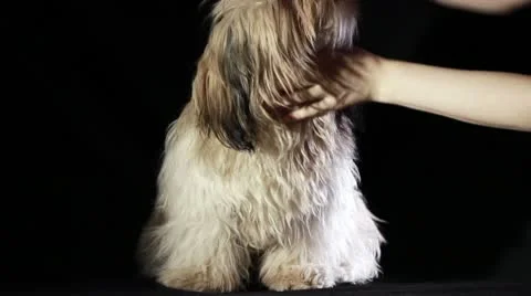 Shih Tzu dog grooming Stock Footage