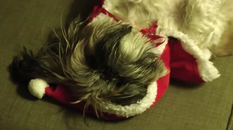 Shih tzu dog lying down, looking at the camera. Vídeos de archivo 58861687