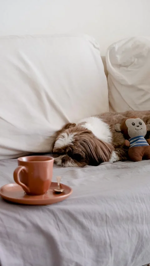 Shih tzu dog lying on the sofa and looking at a steaming cup of coffee vert.. Stock Footage 317653856