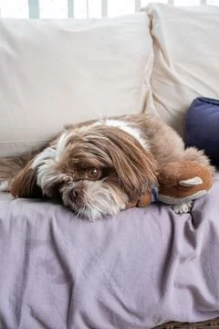Shih Tzu facing the camera with its head resting on its stuffed monkey vert.. Stock Photos