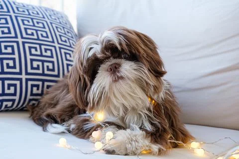 Shih tzu facing the camera, lying on the sofa with small decorative lights on Stock Photos