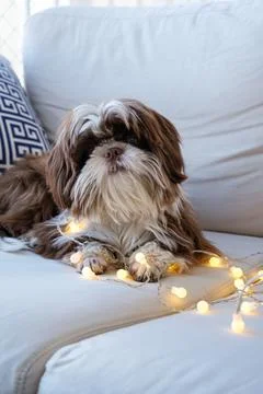Shih tzu facing the camera, lying on the sofa with small decorative lights on Stock Photos