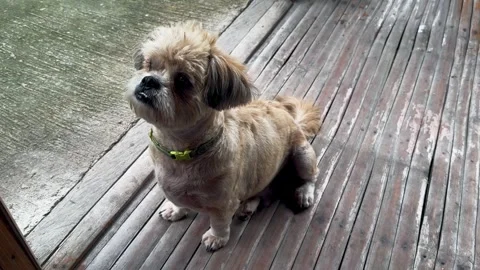 Shih tzu Stock Footage 289394132