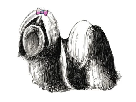 Shih tzu Stock Illustration