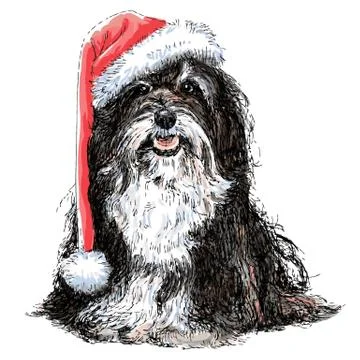 Shih Tzu Stock Illustration