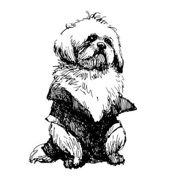 Shih tzu Stock Illustration