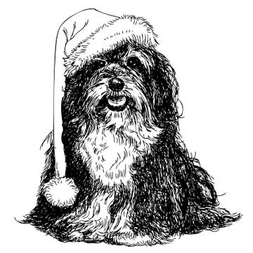 Shih Tzu Stock Illustration