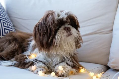 Shih tzu looking to the side, lying on the sofa and with small decorative lig Stock Photos