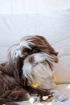 Shih tzu lying on the sofa, cocking its head and with little decorative light Stock Photos