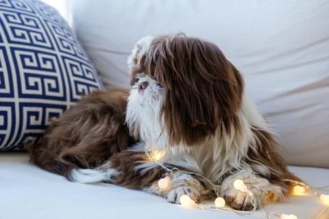 Shih tzu lying on the sofa, looking to the side and with small decorative lig Stock Photos