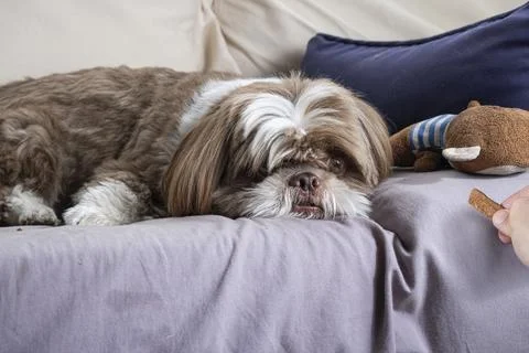 A shih tzu lying on the sofa looking at a treat in a man's hand. Stock Photos