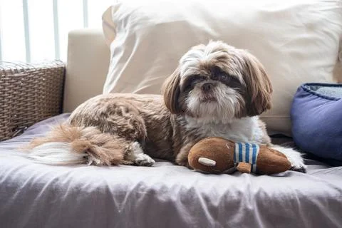 Shih Tzu lying on the sofa next to his stuffed monkey. Stock Photos