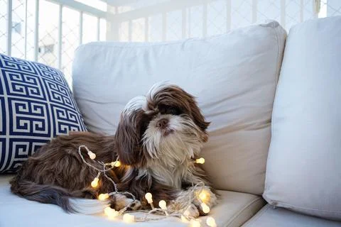 Shih tzu lying on the sofa with small decorative lights on it. Stock Photos